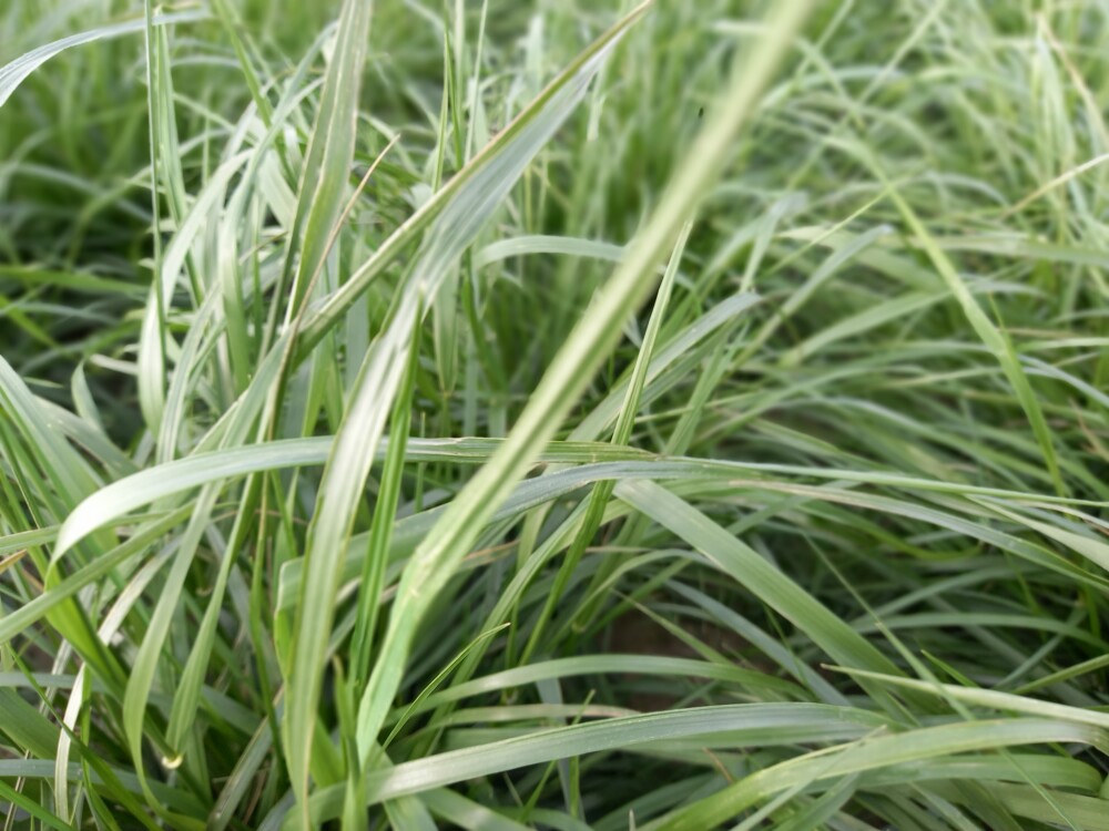 Tall fescue