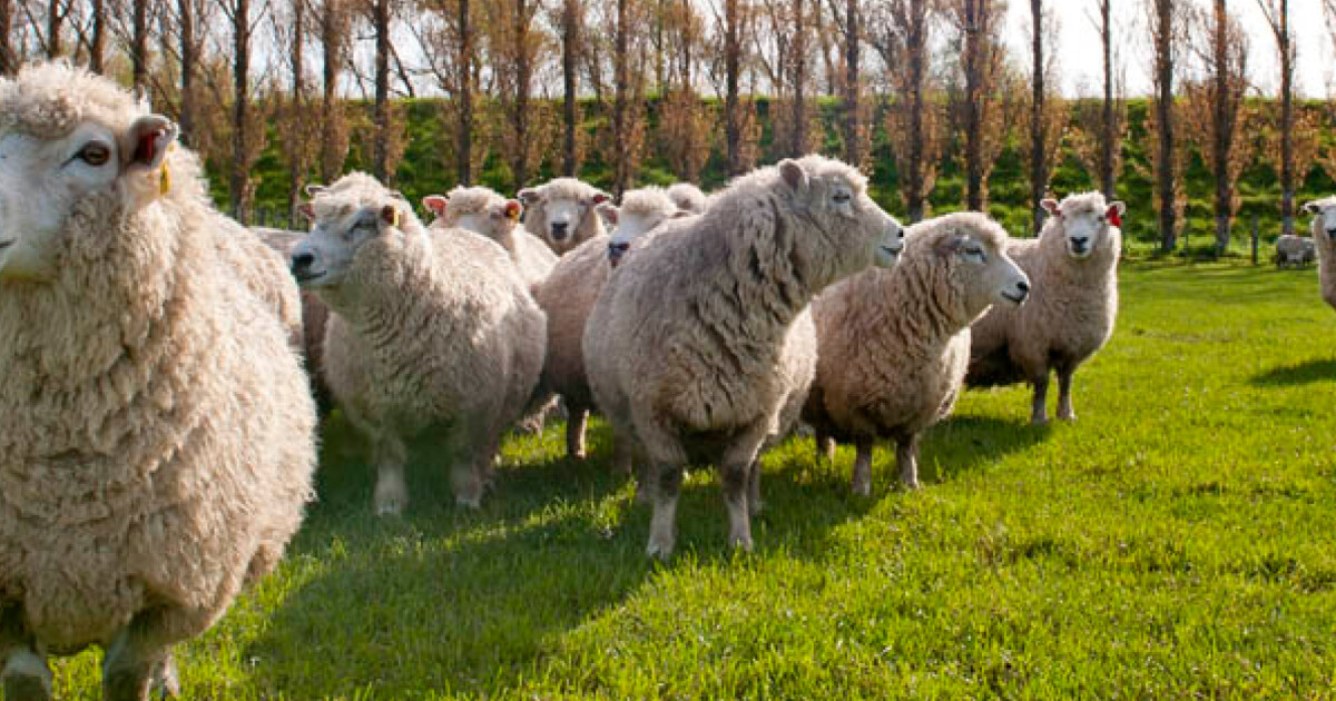 AR1 Epichloë Endophyte Grasslanz