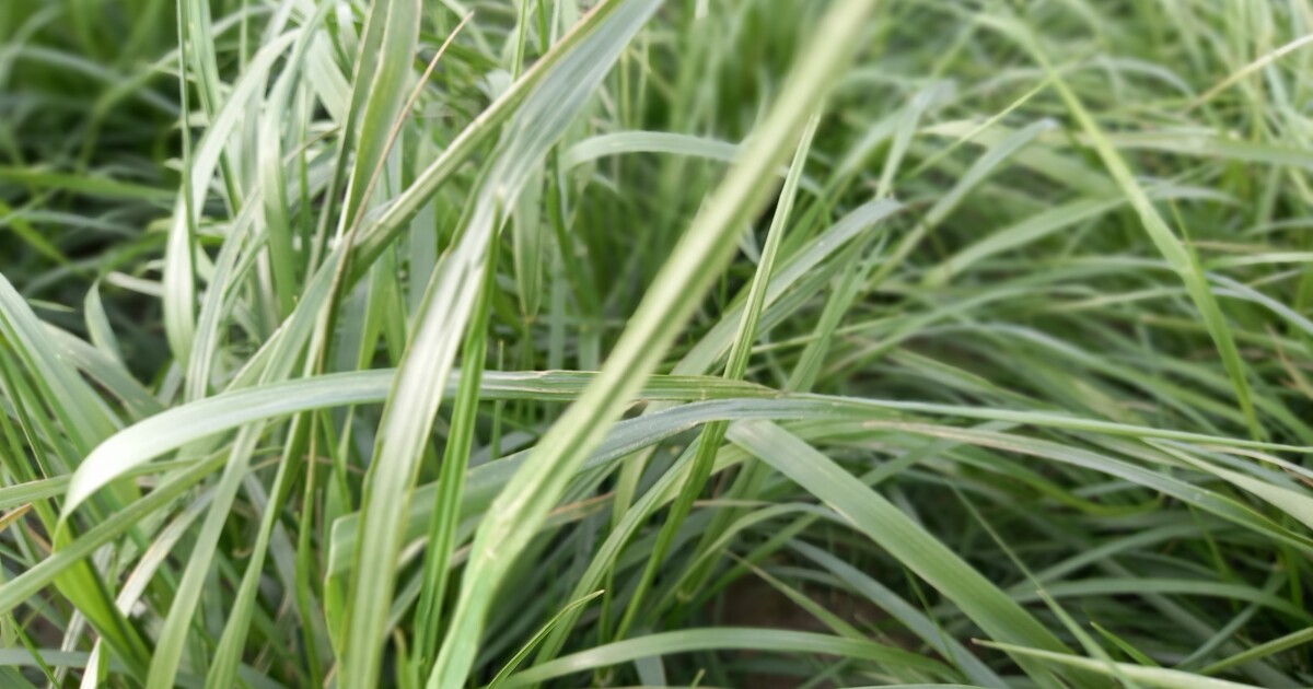 MaxQ, MaxQII, and MaxP (AR542 and AR584) Grasslanz